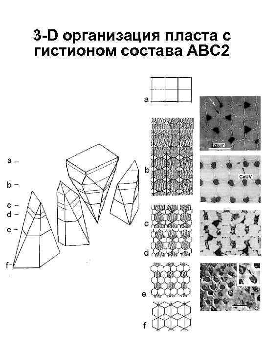 3 -D организация пласта с гистионом состава АВС 2 
