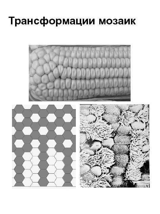 Трансформации мозаик 