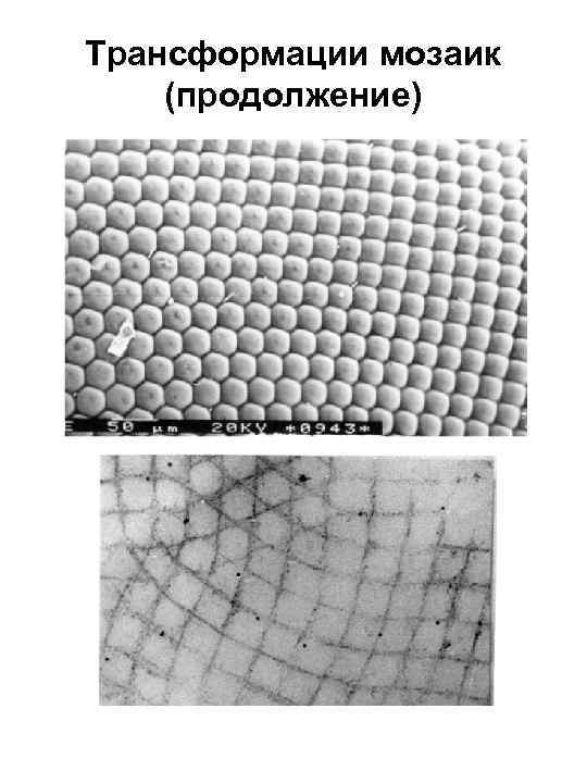 Трансформации мозаик (продолжение) 