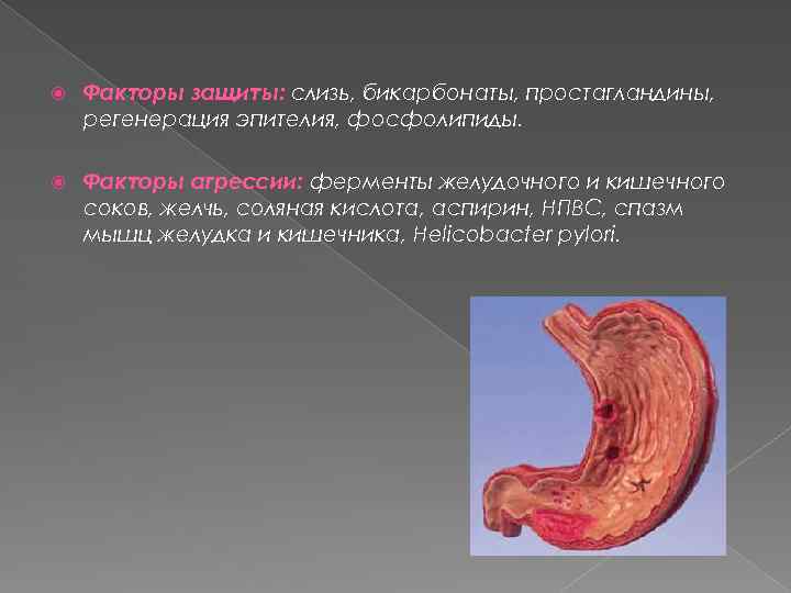  Факторы защиты: слизь, бикарбонаты, простагландины, регенерация эпителия, фосфолипиды. Факторы агрессии: ферменты желудочного и