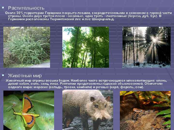 § Растительность Около 30% территории Германии покрыто лесами, сосредоточенными в основном в горной части