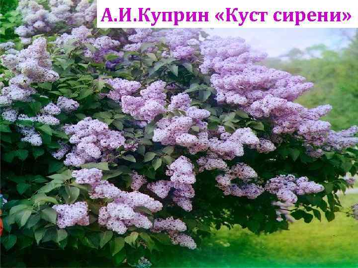 Куст сирени куприн картинки