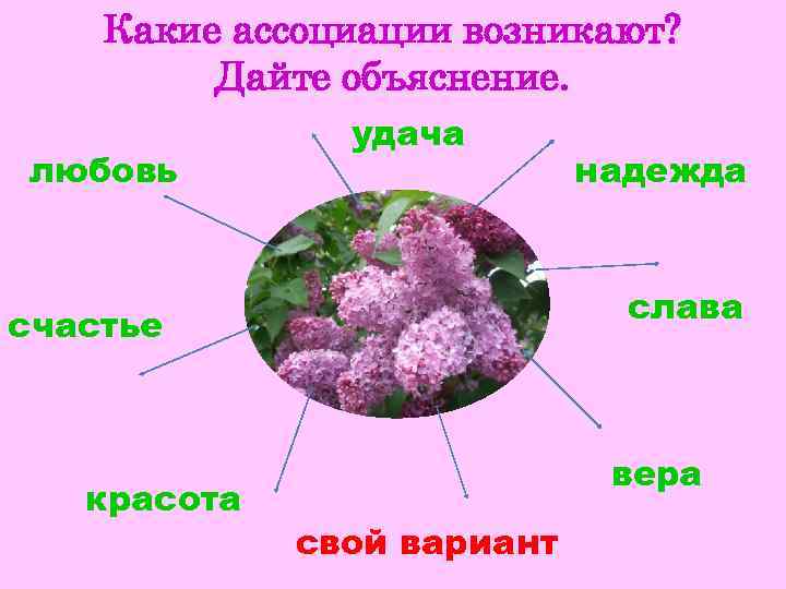 Куст сирени презентация