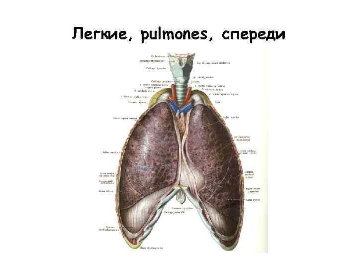 Легкие, pulmones, спереди 