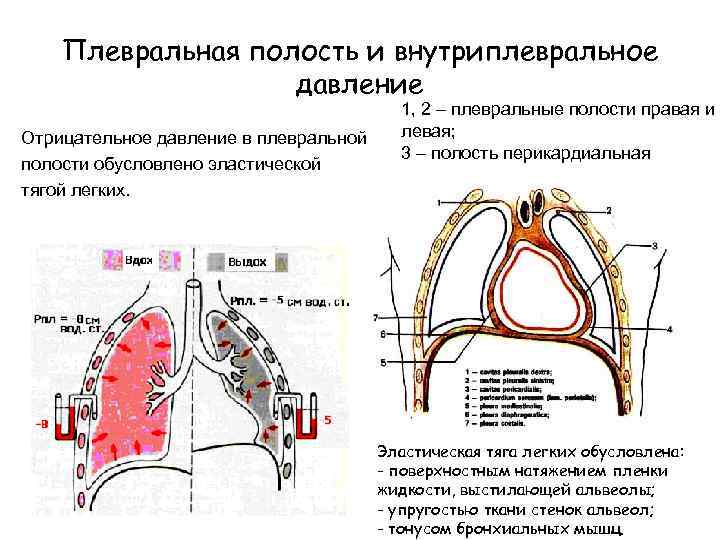 Плевральная полость и внутриплевральное давление Отрицательное давление в плевральной полости обусловлено эластической тягой легких.