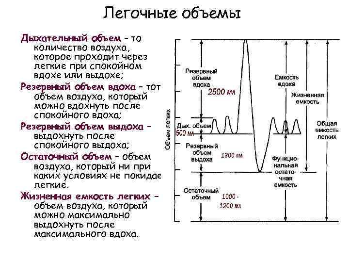 Схема функционального деления общей емкости легких среднестатистического взрослого человека