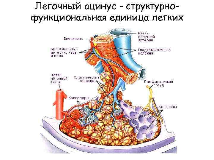 Составить схему структурно функциональной единицы легких ацинуса