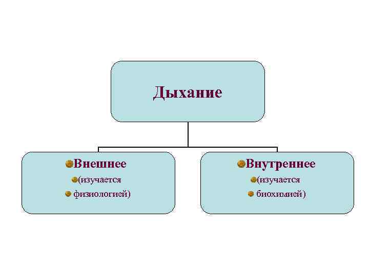 Дыхание Внешнее Внутреннее (изучается физиологией) (изучается биохимией) 