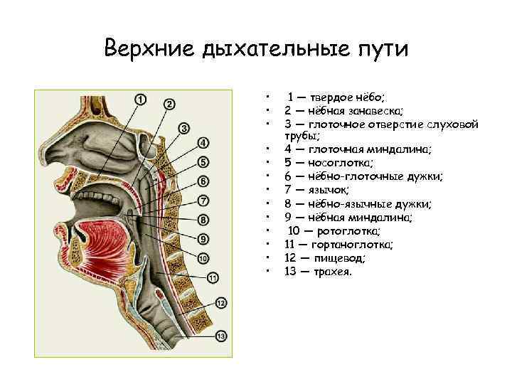 Верхние дыхательные пути • • • • 1 — твердое нёбо; 2 — нёбная