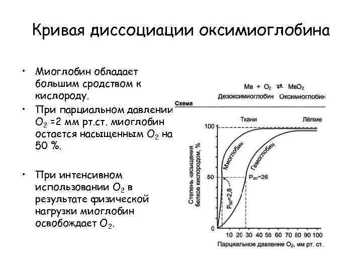 Парциальный кислород