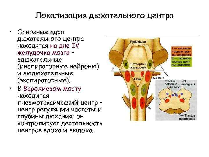 Локализация дыхательного центра • Основные ядра дыхательного центра находятся на дне IV желудочка мозга