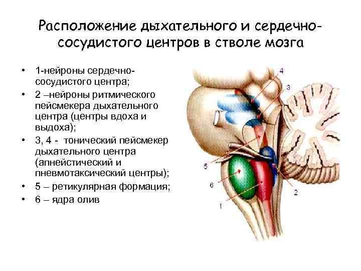 Расположение дыхательного и сердечнососудистого центров в стволе мозга • 1 -нейроны сердечнососудистого центра; •