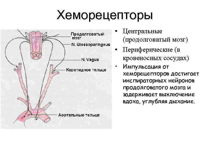 Хеморецепторы • Центральные (продолговатый мозг) • Периферические (в кровеносных сосудах) • Импульсация от хеморецепторов