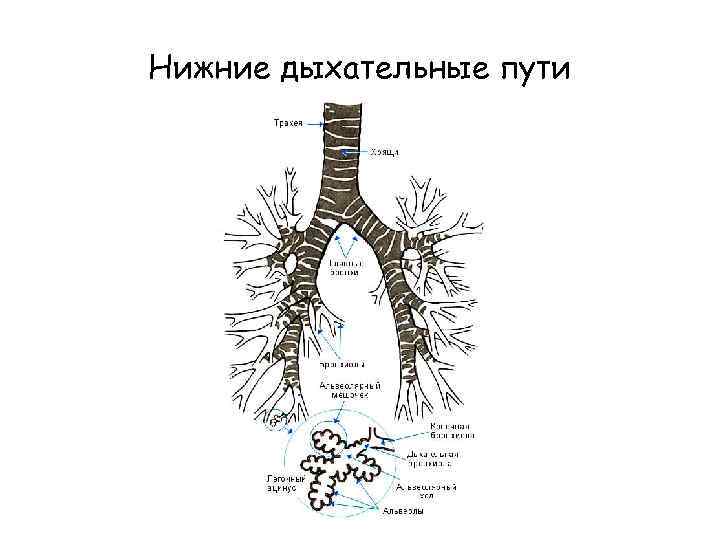 Воздухоносные пути по схеме вейбеля насчитывают