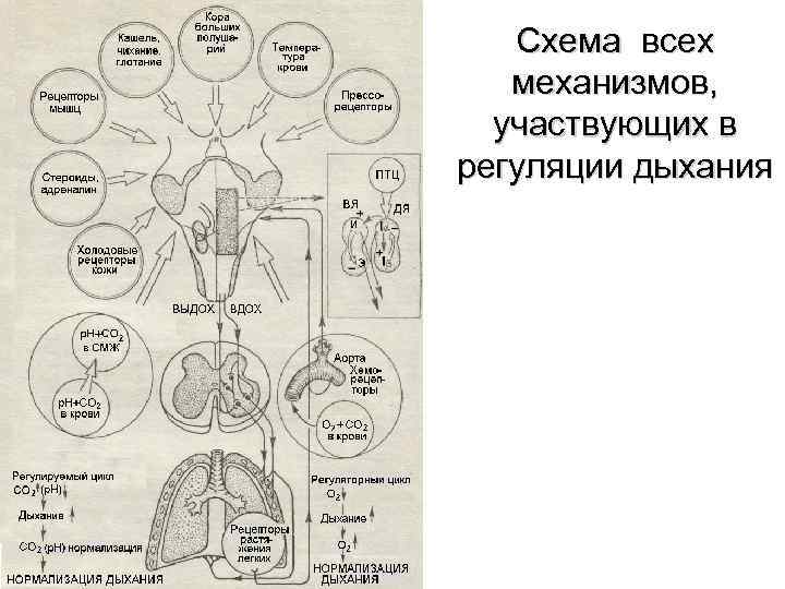 Схема дыхания при па