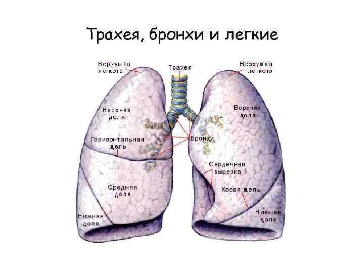 Бронхи и трахея схема