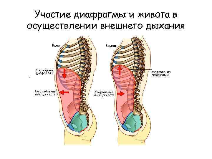 Участие диафрагмы и живота в осуществлении внешнего дыхания 