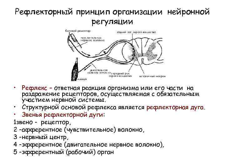 Рефлекторный принцип организации нейронной регуляции • Рефлекс – ответная реакция организма или его части