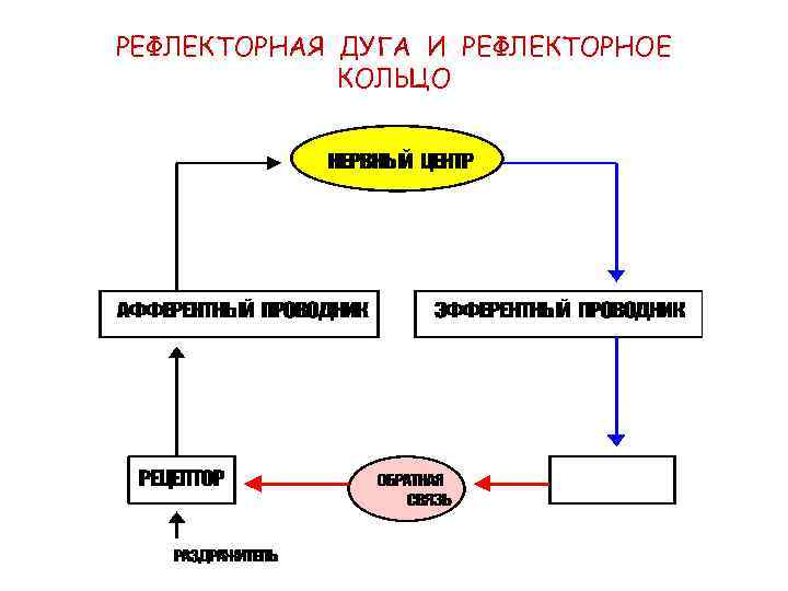 РЕФЛЕКТОРНАЯ ДУГА И РЕФЛЕКТОРНОЕ КОЛЬЦО 