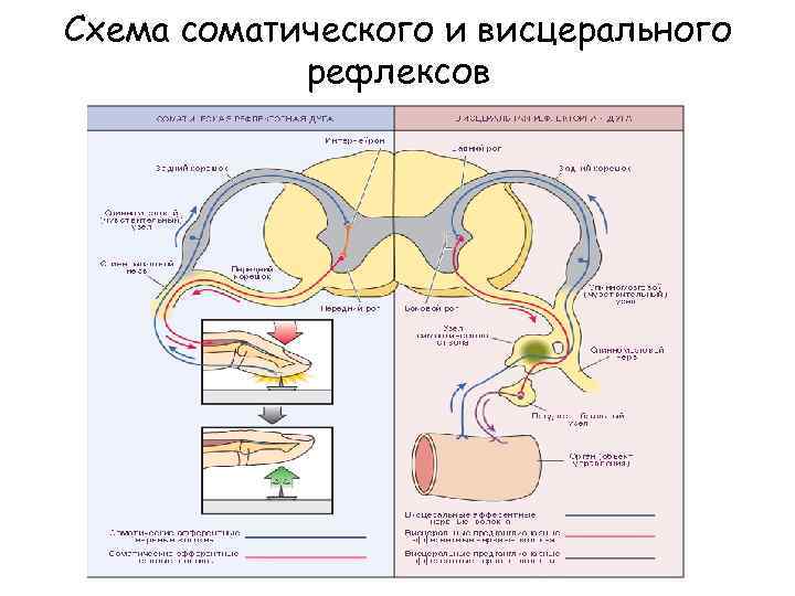 Схема соматического и висцерального рефлексов 