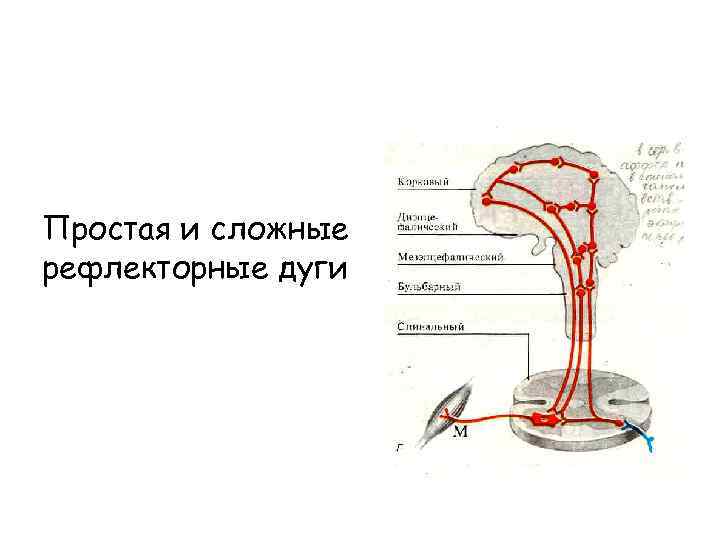 Простая и сложные рефлекторные дуги 