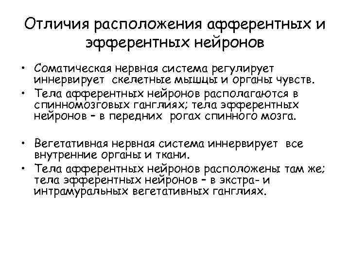 Отличия расположения афферентных и эфферентных нейронов • Соматическая нервная система регулирует иннервирует скелетные мышцы