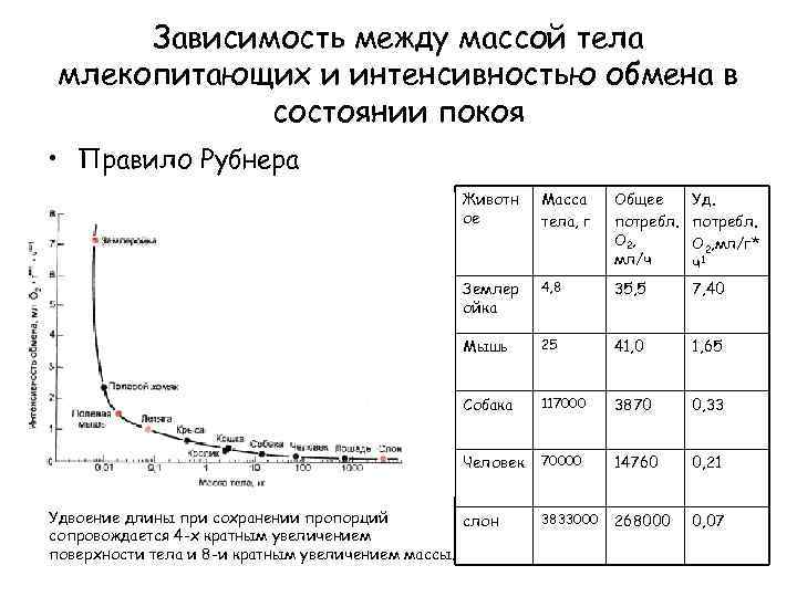 Зависимость между массой тела млекопитающих и интенсивностью обмена в состоянии покоя • Правило Рубнера