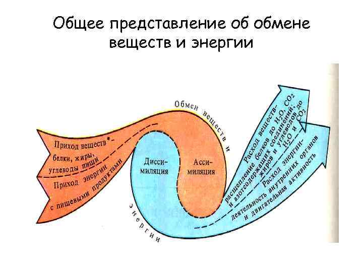 Общее представление об обмене веществ и энергии 