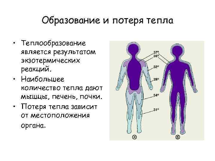 Образование и потеря тепла • Теплообразование является результатом экзотермических реакций. • Наибольшее количество тепла