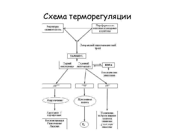 Схема терморегуляции 