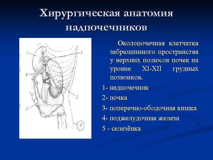 Хирургическая анатомия надпочечников Околопочечная клетчатка забрюшинного пространства у верхних полюсов почек на уровне XI-XII