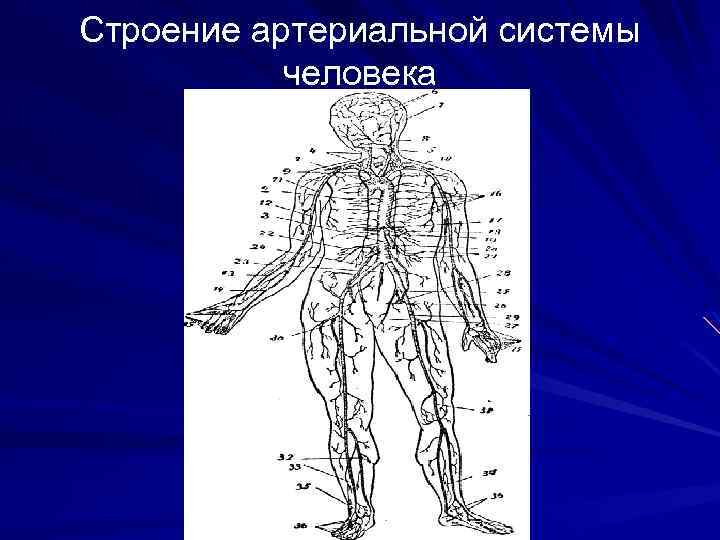 Строение артериальной системы человека 