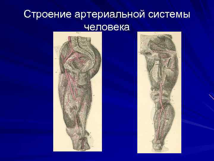 Строение артериальной системы человека 