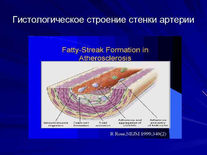 Строение стенки артерии