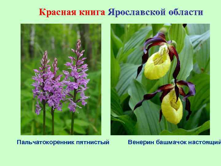 Растения из красной книги ярославской области фото и описание