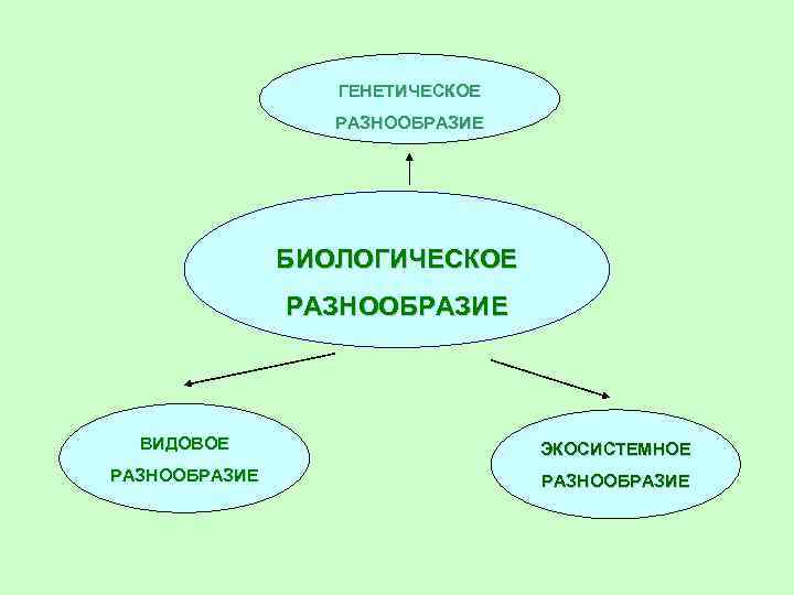 ГЕНЕТИЧЕСКОЕ РАЗНООБРАЗИЕ БИОЛОГИЧЕСКОЕ РАЗНООБРАЗИЕ ВИДОВОЕ ЭКОСИСТЕМНОЕ РАЗНООБРАЗИЕ 
