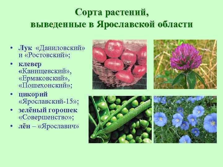 Сорта растений, выведенные в Ярославской области • Лук «Даниловский» и «Ростовский» ; • клевер