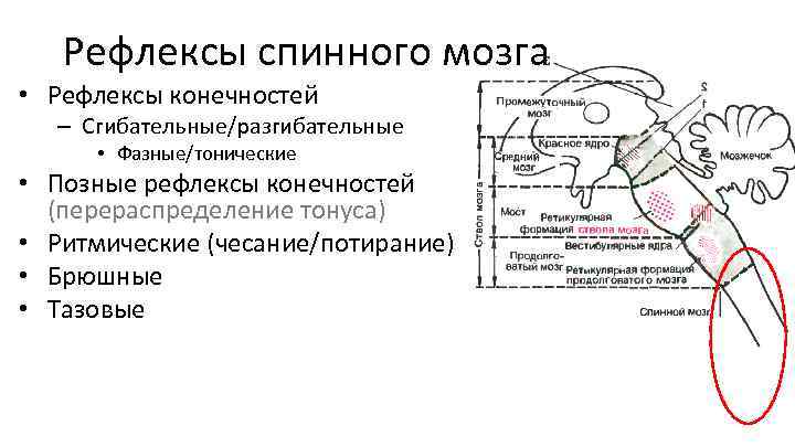 Отдел мозга содержащий центр кашлевого рефлекса