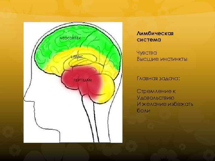 Лимбическая система Чувства Высшие инстинкты Главная задача: Стремление к Удовольствию И желание избежать боли