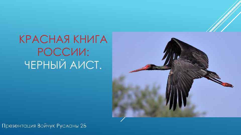 КРАСНАЯ КНИГА РОССИИ: ЧЕРНЫЙ АИСТ. Презентация Войчук Русланы 2 Б 