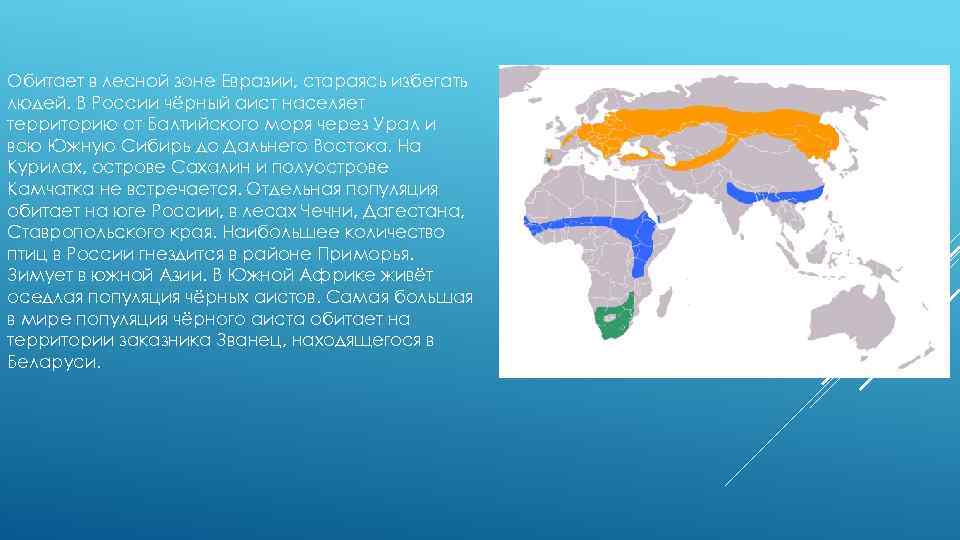 Обитает в лесной зоне Евразии, стараясь избегать людей. В России чёрный аист населяет территорию