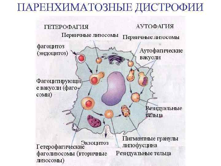 Схема паренхиматозные дистрофии морфологические проявления