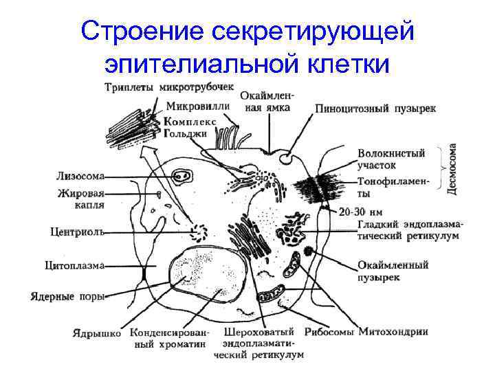 Строение секретирующей эпителиальной клетки 