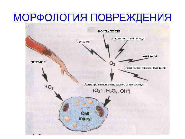 МОРФОЛОГИЯ ПОВРЕЖДЕНИЯ 