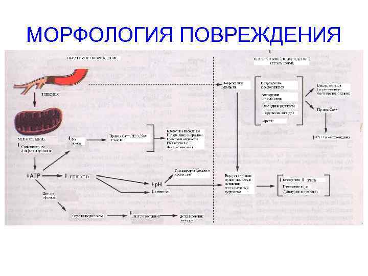 МОРФОЛОГИЯ ПОВРЕЖДЕНИЯ 