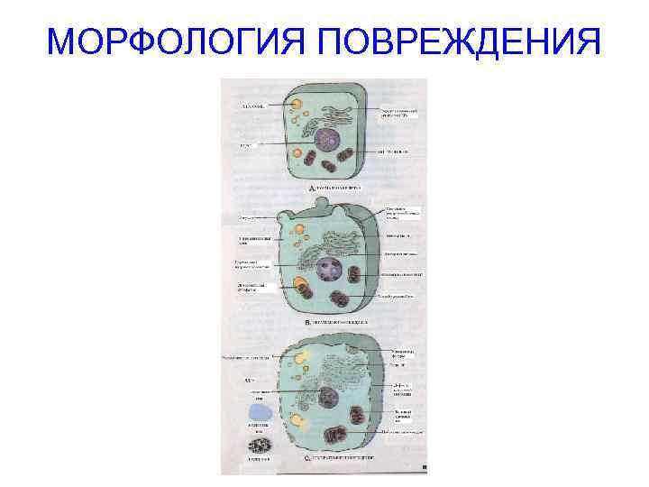 МОРФОЛОГИЯ ПОВРЕЖДЕНИЯ 