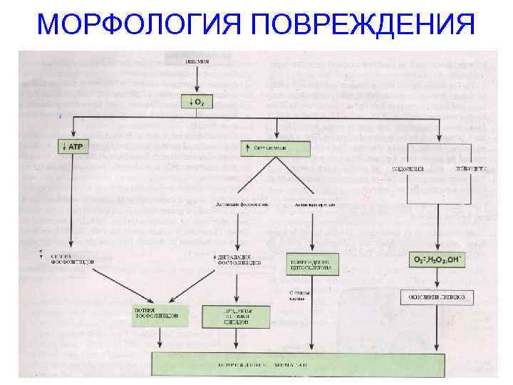 МОРФОЛОГИЯ ПОВРЕЖДЕНИЯ 