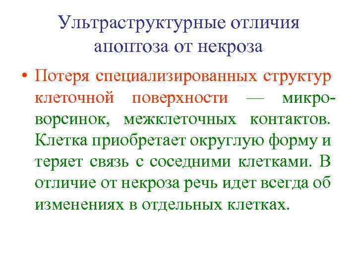 Ультраструктурные отличия апоптоза от некроза • Потеря специализированных структур клеточной поверхности — микроворсинок, межклеточных