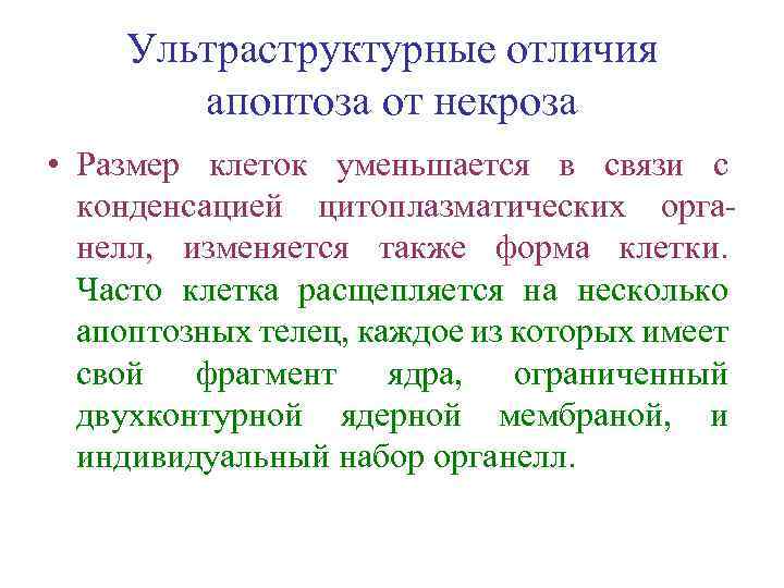 Ультраструктурные отличия апоптоза от некроза • Размер клеток уменьшается в связи с конденсацией цитоплазматических