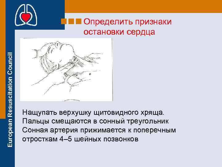 European Resuscitation Council Определить признаки остановки сердца Нащупать верхушку щитовидного хряща. Пальцы смещаются в